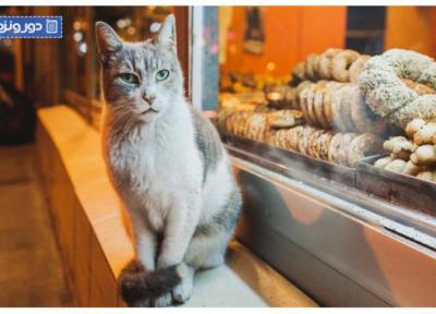 تور استانبول ارزان: همه چیز درباره خیابان گربه های استانبول