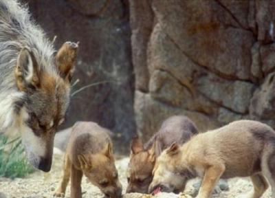 هفت قلو های گرگ خاکستری در پارک ملی گلستان