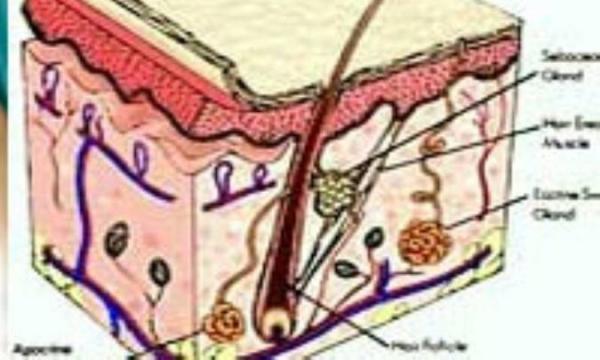 توصیه هایی برای سلامت پوست مردان توصیه هایی برای سلامت پوست مردان